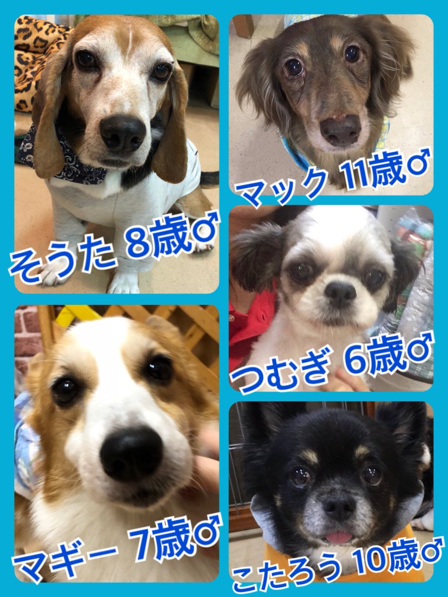 🐾今日の里親様募集中ワンコ🐶メンバーです🐾218,9,16